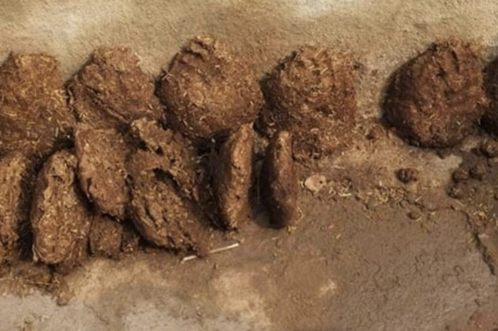 India's Eco Friendly Cow Dung Paint Demand Increases